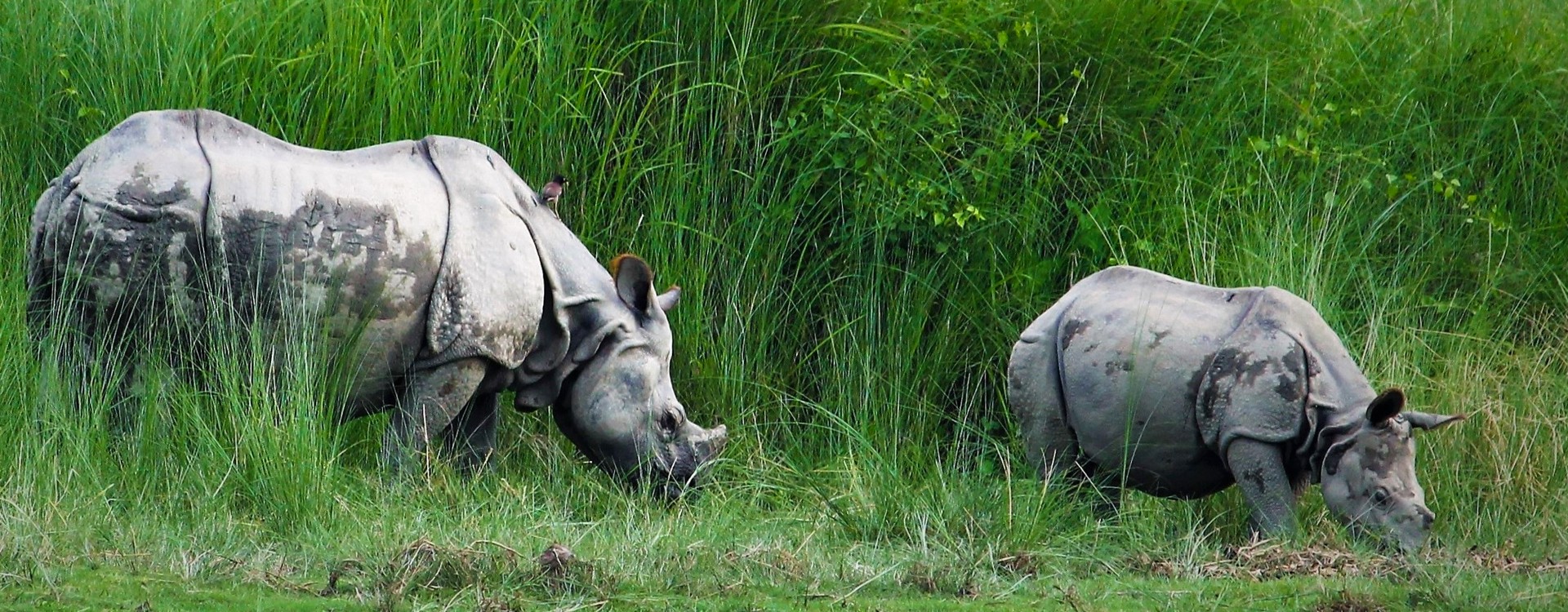 Wildlife Safari in Nepal