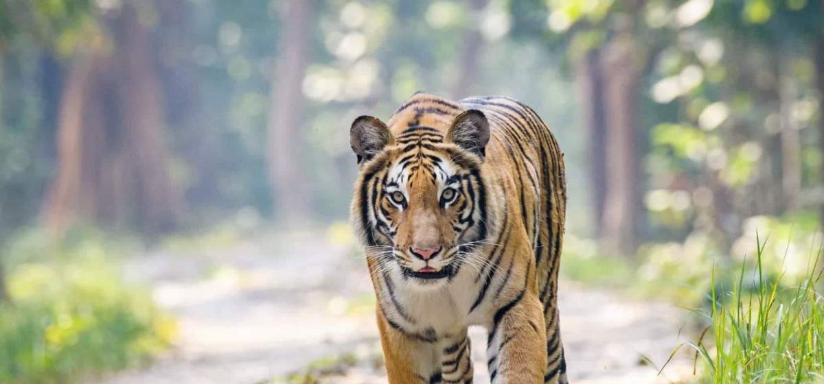 Nepal's Target for Tiger Population by 2022- 250 Targeted, Reach 355