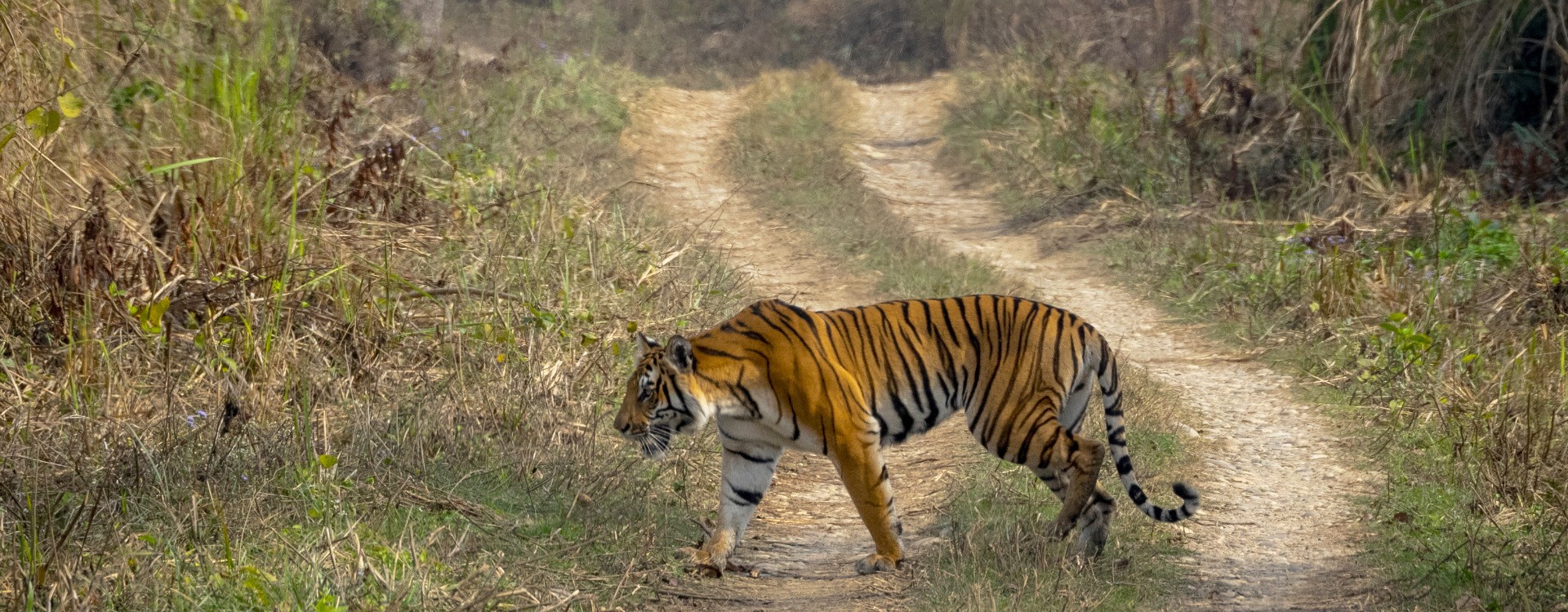 Wildlife Safari Tour